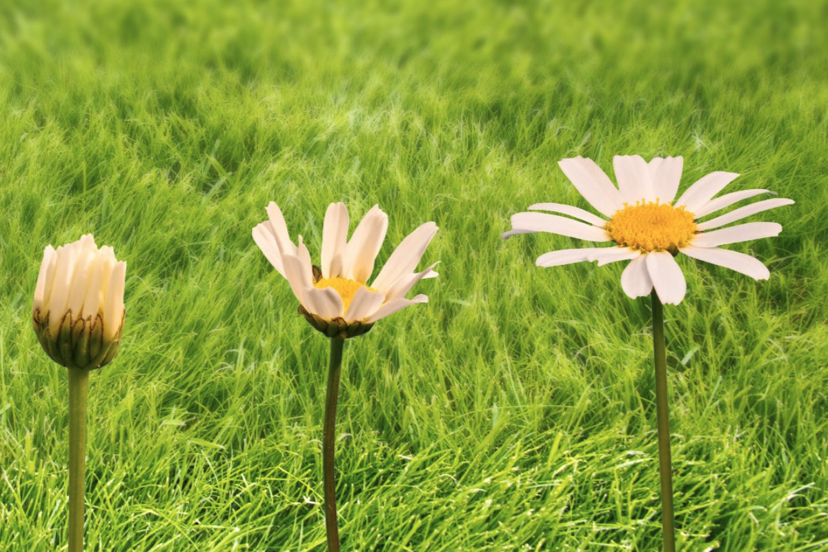 TZDesignstudio of Lake Grove Logo Design Image