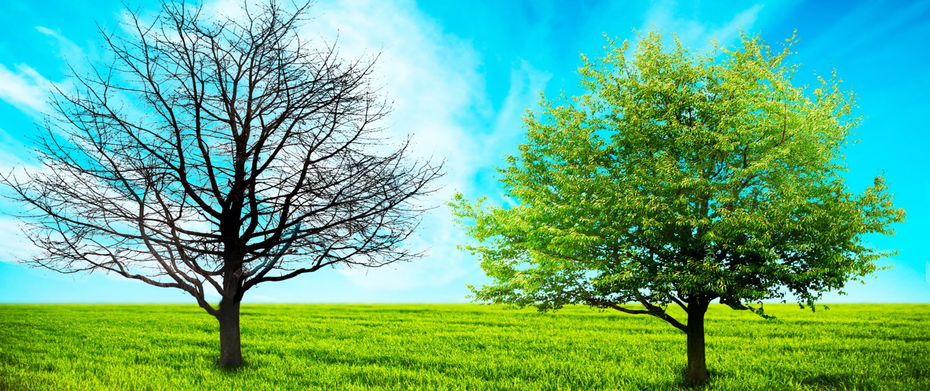 Somatic Experiencing 